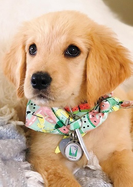A very cute baby Heidi wearing a watermelon bandana.